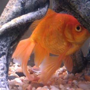 2 year old fan tailed gold fish