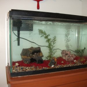 The amazonian tank before adding the blackwater, and driftwood, I'll try to get a more current pic.