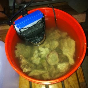 Live rock rubble for my sump!