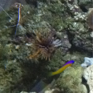 Little dotty and a cleaner shrimp lol
