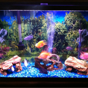 50G with green terrors, plecostomus, blue gourami, jelly bean and parrott fish