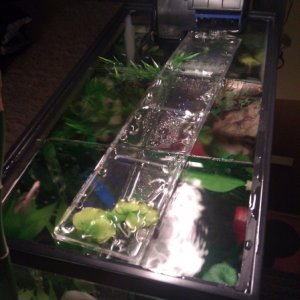 My 10gallon tank in the Living room
Its partitioned with a drip tray to distribute the filtered water to each chamber