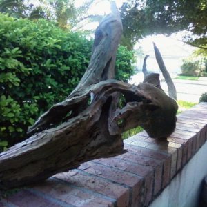 back of the driftwood