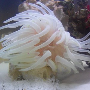 Purple tip anemone