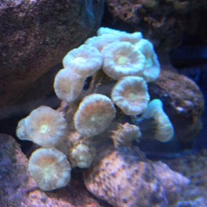 Candy cane Coral