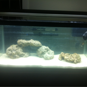 Water cleared added 9lbs live rock and five female mollies (to help kick start cycle).