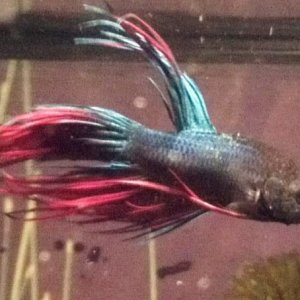 My betta. Pretty boy, and gets along with everybody.