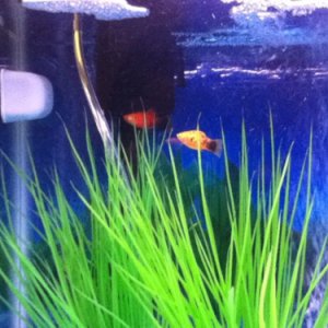 Mickey Mouse Platy and Red Wag Platy