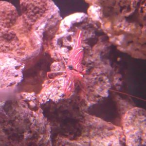 The camel shrimp... We thought he was so cool and bought him as an impulse. Further research suggested he wouldn't be ideal for all that we wanted. Ou