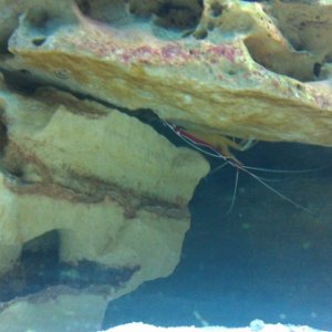 The cleaner shrimp. Very cool. We've even caught him riding on the back of the clown!