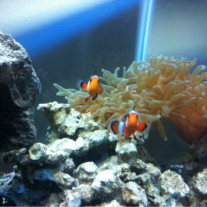 Mr Wiggles and Squishy playing in our anenome Stingy lol