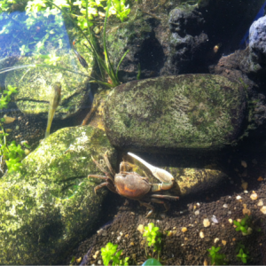 I have a gang of fidler crabs that either gang out in little caves they built under the stones or basking in the sunlight on the mini mountain.