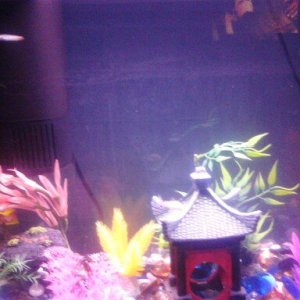 My Glofish