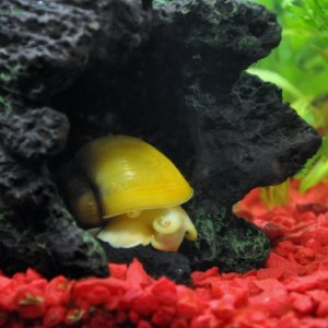 My snail! He's tripled in size since I got him six months ago!