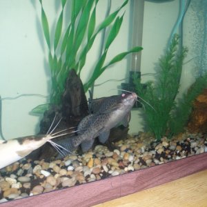 Whiskers the Claris and Ice Tea the Upside Down catfish