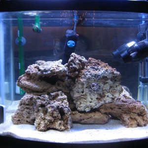 After the 1st PWC, and redone the aquascaping plus more rocks