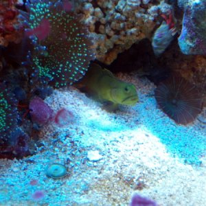 Yellow Watchman Goby hanging out