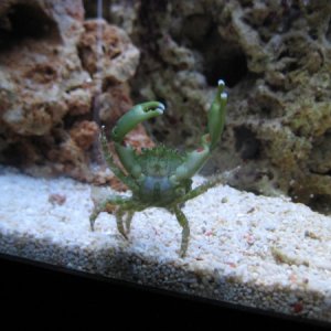 My Emerald Mithrax Crab - Goliath