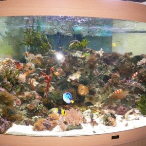 Aquarium at Home 001