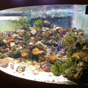 Aquarium at Home 004