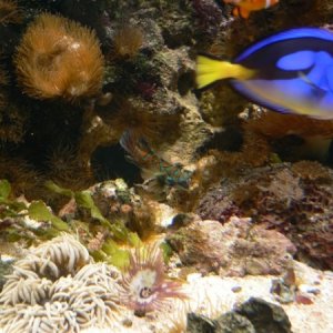 Aquarium at Home 007