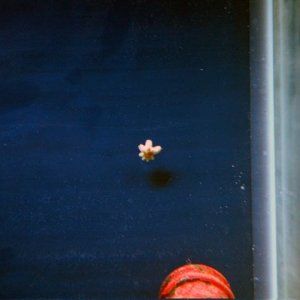 I saw this cute little asterina star the morning after I put everything in the tank