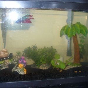Tank with newly added sand 2