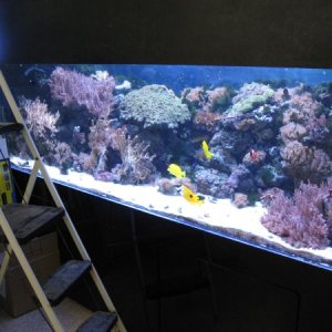 Cool reef setup