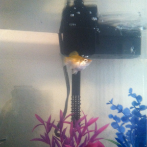 My other molly fish. Idk if its a boy or a girl but his/her name is golden