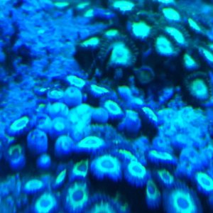 small colony of polyps