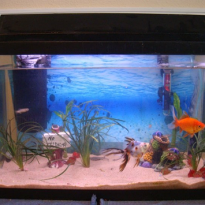 The little 10 gal (friend's giveaway) and kindergartener's goldfish prize that started it all. Started September 2010.