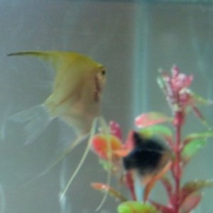 Gold angel fish with bala and barb in pic.