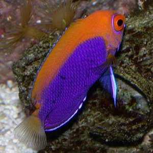 I had this fish for about 3 weeks to a month, one of my favorite all time fish. Unfortunately it aquired a taste for button polyps and SPS corals :(