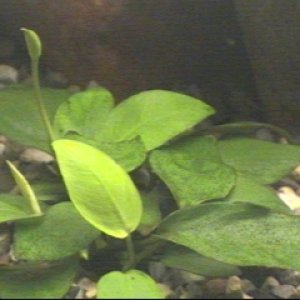 Anubias barteri var. nana is a very easy to grow, hardy plant that does not require alot of light, and is very tolerant of varied pH, hardness, and te