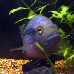 This is my Jack Dempsey, It likes dance, and watch tv (mainly sports/movies).