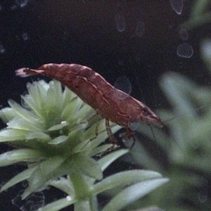 Also known as the Singapore shrimp, atyopsis moluccensis does not have claws and is instead a "filter feeder". They like to sit in a gentle well oxygy