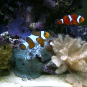 My 2 Clownfish