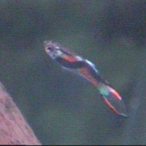 A very very close relative to the common wild guppy, they will readily interbreed, so it is important to keep them separate as to retain the purity of