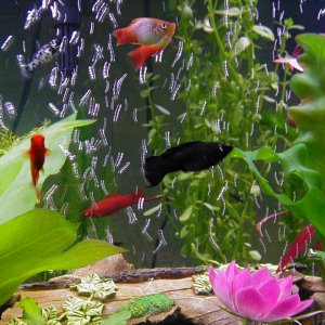 Here's a black molly, red velvet sword platy, and tequila sunrise platy