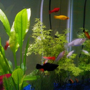 Here's a nice shot showing 24k Gold molly, black molly, silver molly, firefly platy, red velvet platy, tuxedo platy, tequila sunrise platy, and guppy 