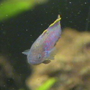 This is the Male peacock Gudgeon.