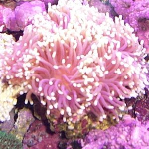 1045torch coral