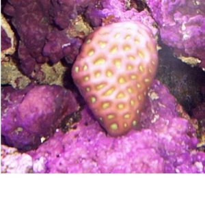 Favites Brain Coral (LPS) Large Polyp Stony