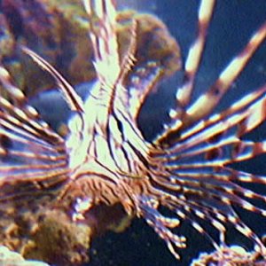 Nice little picture of my former lion fish.