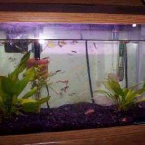 This is a planted tank with baby guppies. There used to be four plants, but two died so now, according to the rules of mathmatics, there are 2.