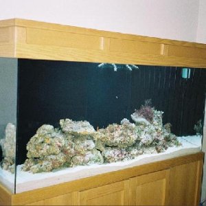 Here's a photo of our tank when it was brand-spankin' new.  I believe there is about 150 # of LR in there and 100 # of LS.  It was set up in March and