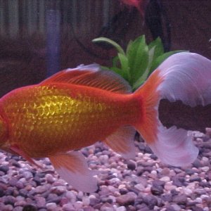 This is Ruff, one of our 7 year old goldfish.  He lives in a 20 gallon long tank.