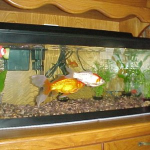 This is a picture of the whole tank.  We wanted a tank to fit into the nook of our built-in china cabinet and could only do it with a 20 gallon long t
