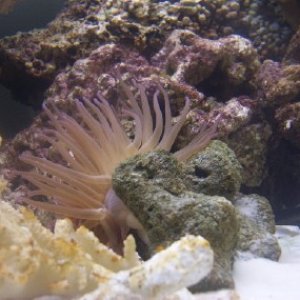 This is a great photo of the anenome in front of the live rock. He is loving his new environment.