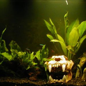 Here is the tank with the freshwater light.  I used cabana boy's idea for the shadows